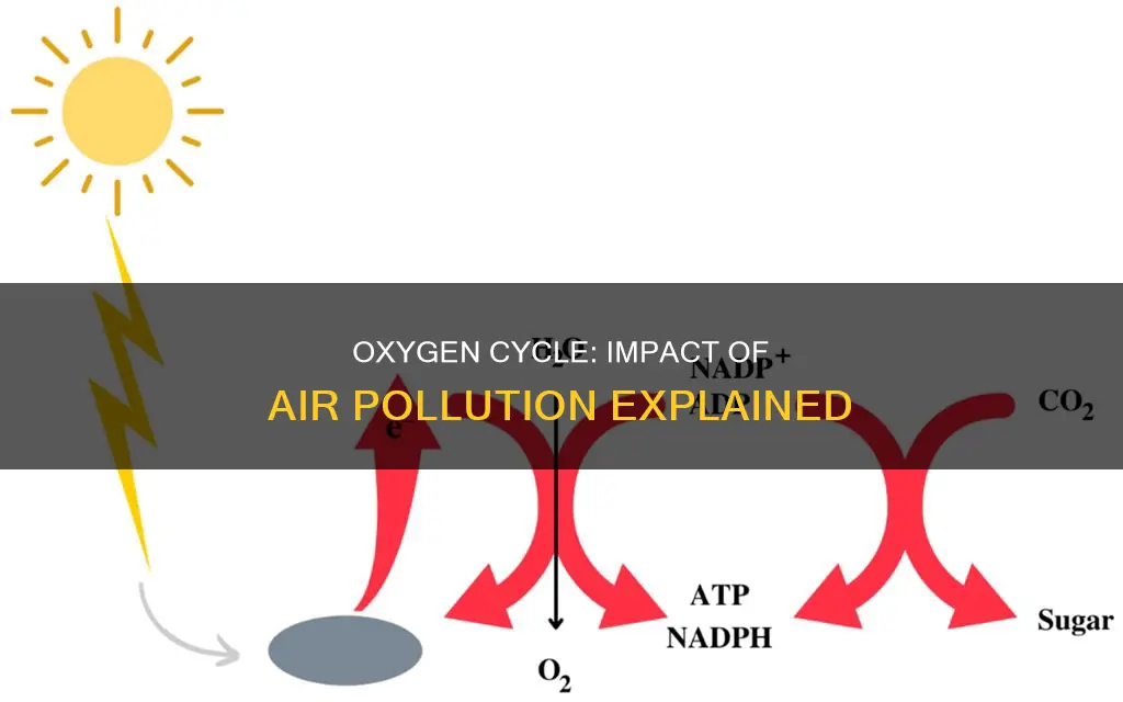 how is the oxygen cycle affected by air pollution