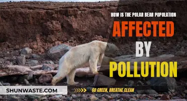 The Impact of Pollution on Polar Bear Populations