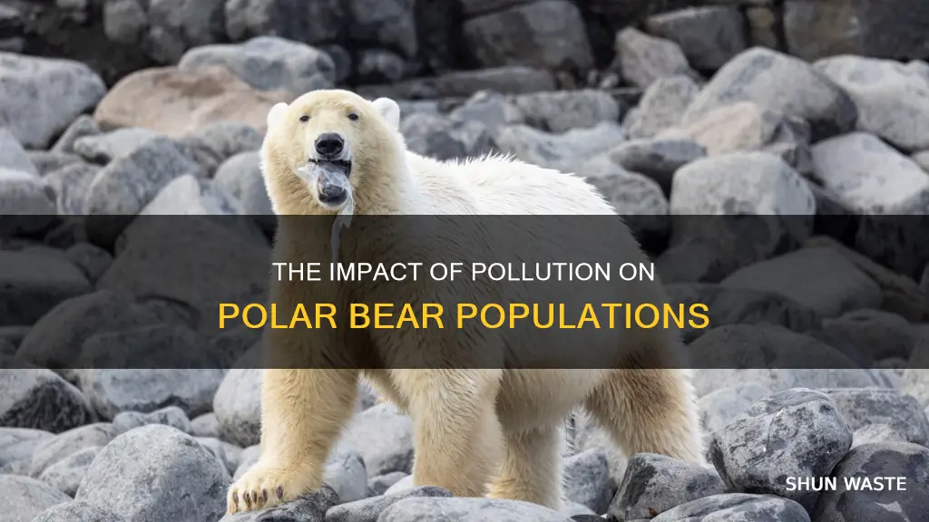 how is the polar bear population affected by pollution