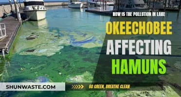 Lake Okeechobee's Pollution: Devastating Impact on Human Health