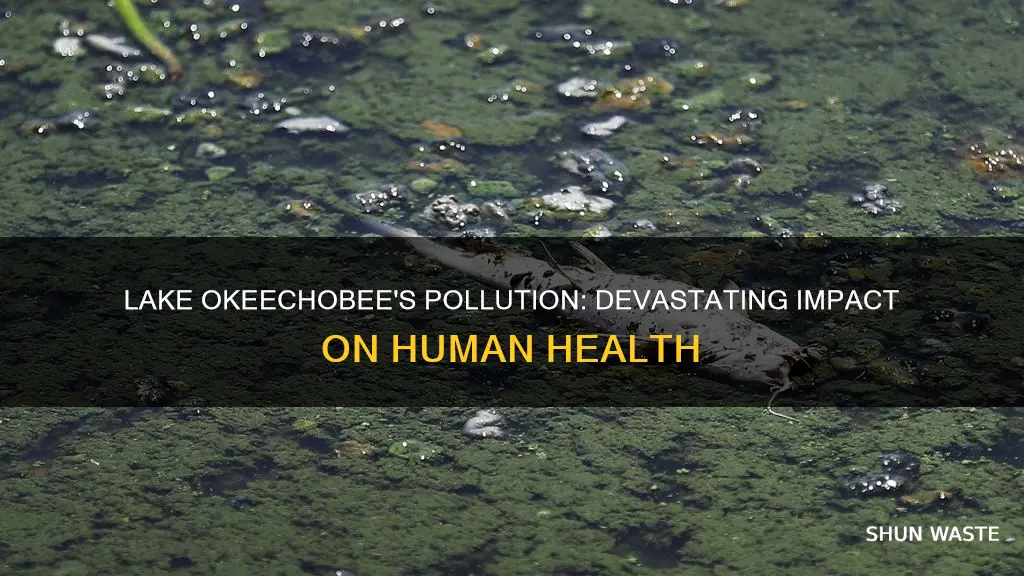 how is the pollution in lake okeechobee affecting hamuns