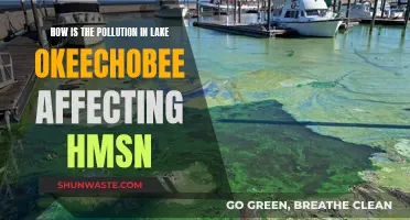 Lake Okeechobee's Pollution: Harming Humans and Marine Species