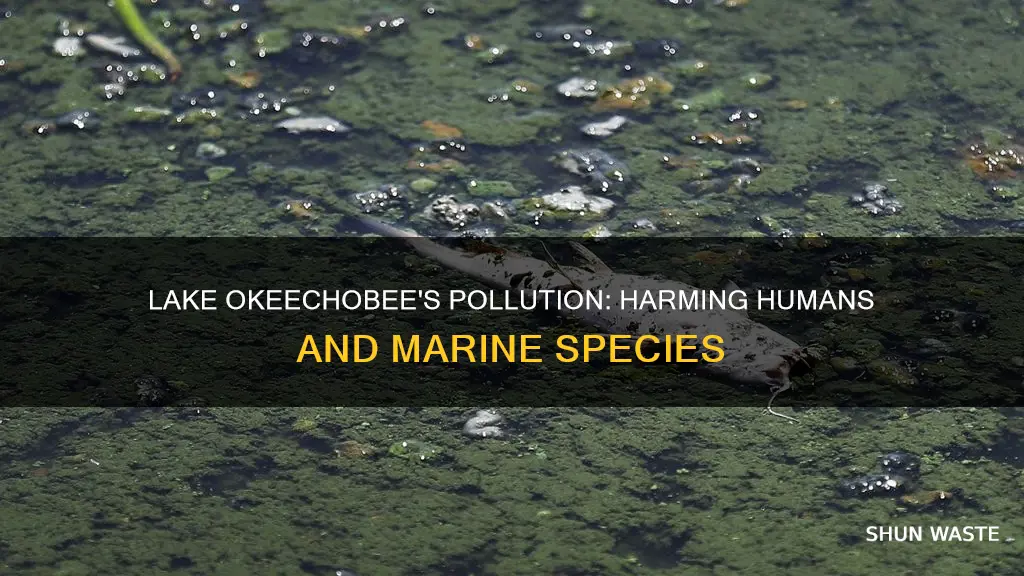 how is the pollution in lake okeechobee affecting hmsn