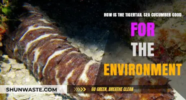 Tigertail Sea Cucumber: Unsung Hero of Ocean Health and Ecosystems
