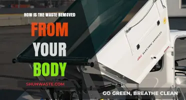 Understanding Your Body's Waste Removal System: Processes and Pathways