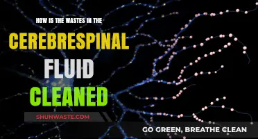 Clearing Cerebrospinal Fluid Waste: The Glymphatic System's Role