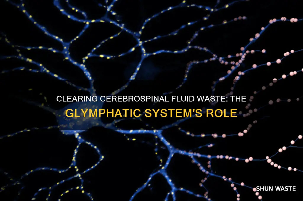 how is the wastes in the cerebrespinal fluid cleaned