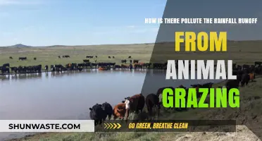 Grazing Animals: Polluting Rain and Runoff