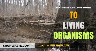 Thermal Pollution: Harming Aquatic Life and Ecosystems