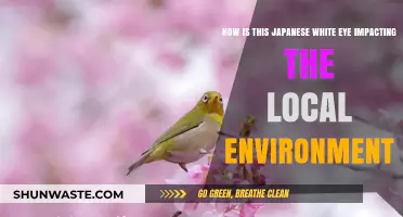 Japanese White-Eye: Environmental Impacts on Local Ecosystems Explored