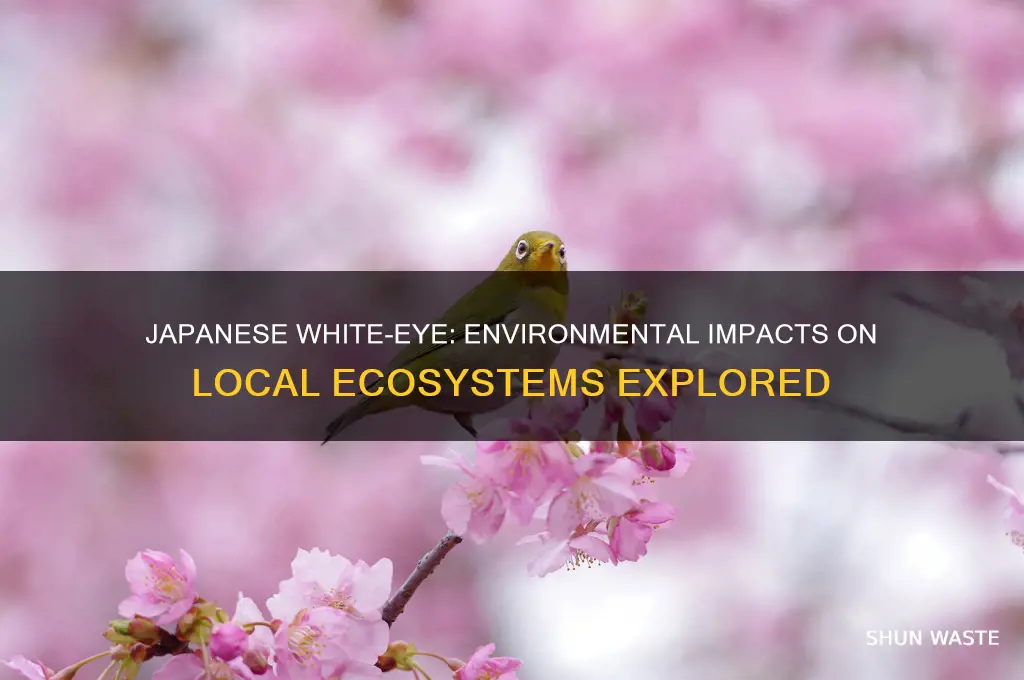 how is this japanese white eye impacting the local environment