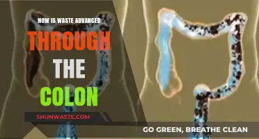 Understanding Colon Transit: How Waste Moves Through the Digestive System