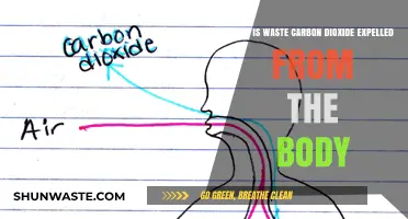 Exhaling Waste: How the Body Eliminates Carbon Dioxide Naturally