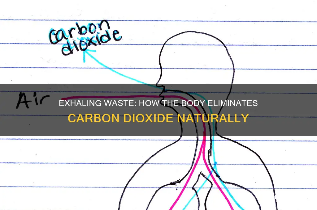 how is waste carbon dioxide expelled from the body