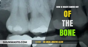 Bone Waste Removal: Understanding the Intricate Process of Cellular Cleanup