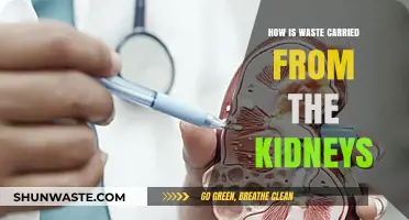 Kidney Waste Removal: Understanding the Journey from Kidneys to Bladder