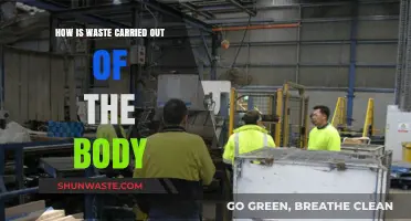 Efficient Waste Removal: How the Body Eliminates Toxins and Byproducts
