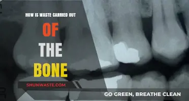 Bone Waste Removal: Understanding the Intricate Process of Cellular Cleanup