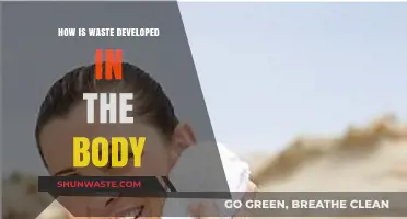 Understanding the Body's Waste Production and Elimination Process