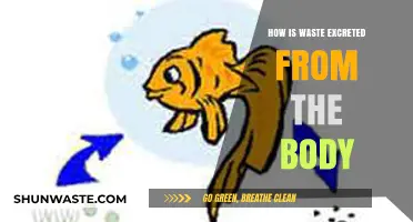 Understanding the Body's Waste Excretion Process: A Comprehensive Guide