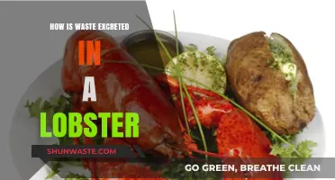 Lobster Waste Excretion: Understanding Their Unique Elimination Process