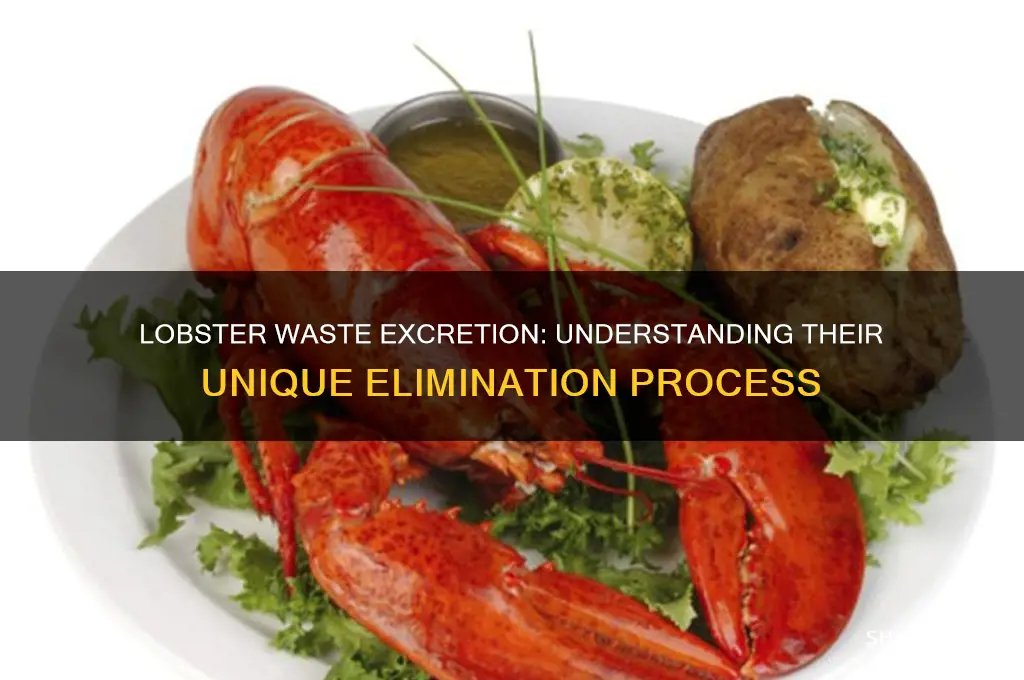 how is waste excreted in a lobster