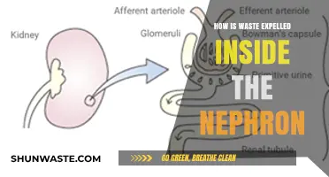 Waste Expulsion in Nephrons: Understanding the Intricacies of Kidney Filtration