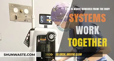 How Body Systems Collaborate to Efficiently Eliminate Waste