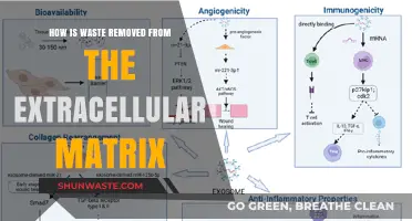 Efficient Waste Clearance Mechanisms in the Extracellular Matrix Explained