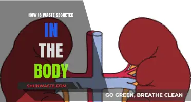 Understanding the Body's Waste Secretion Process: A Comprehensive Guide