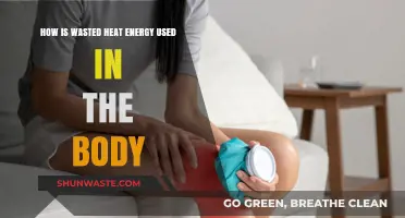 Harnessing Wasted Heat: How the Body Utilizes Thermal Energy