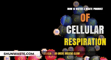 Water's Role as a Byproduct in Cellular Respiration Explained