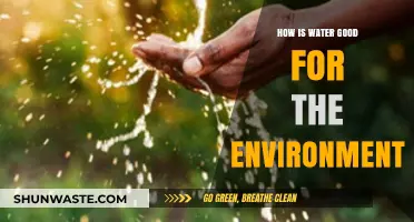 Water's Vital Role: Sustaining Ecosystems and Preserving Our Planet