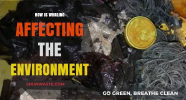 Whaling's Impact: Environmental Consequences and Ecosystem Disruption Explained