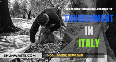 Wheat Harvesting in Italy: Environmental Impacts and Sustainability Challenges