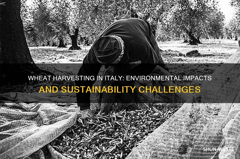 how is wheat harvesting affecting the environment in italy