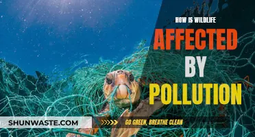 Wildlife's Pollution Battle: Understanding the Impact