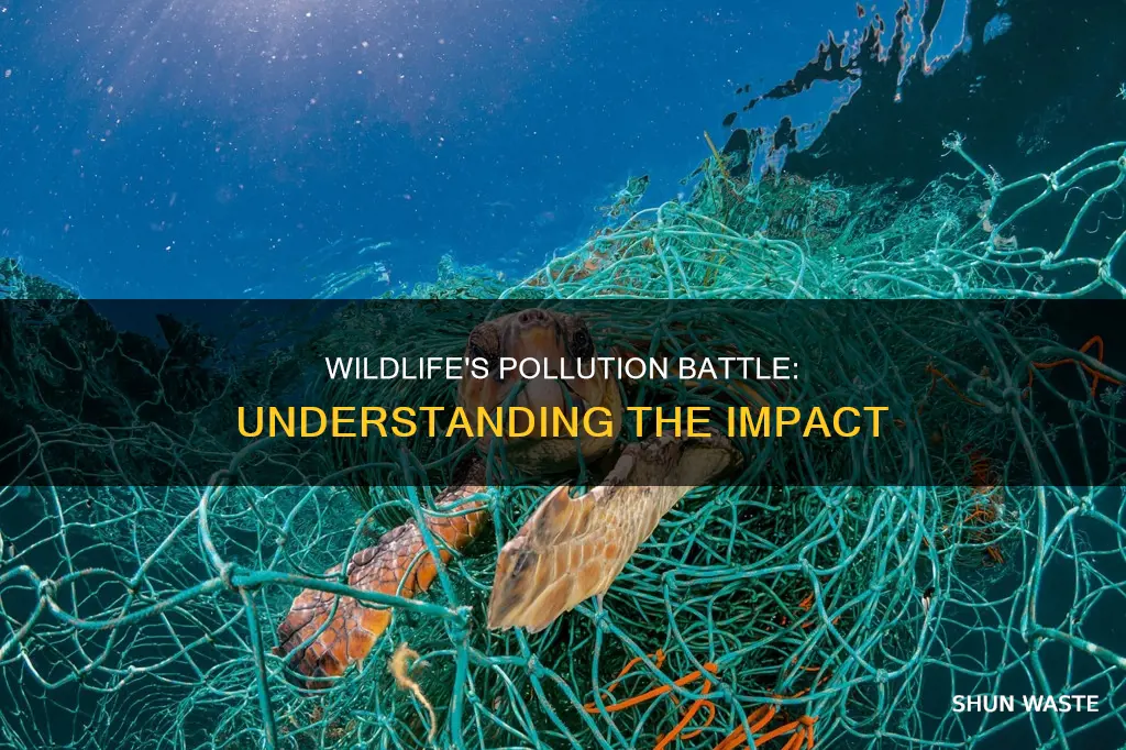 how is wildlife affected by pollution