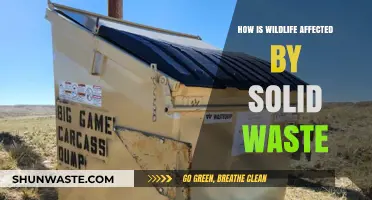 Solid Waste Crisis: Devastating Impacts on Wildlife and Ecosystems