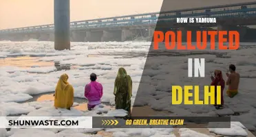 Yamuna's Pollution Crisis in Delhi: Understanding the Causes
