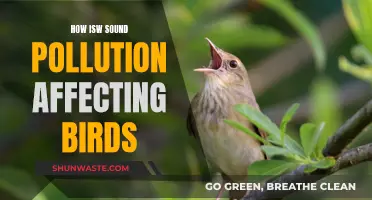 Sound Pollution: A Threat to Birdsong and Survival