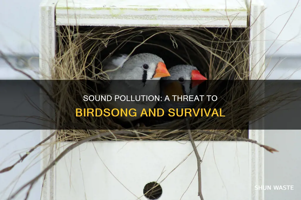 how isw sound pollution affecting birds