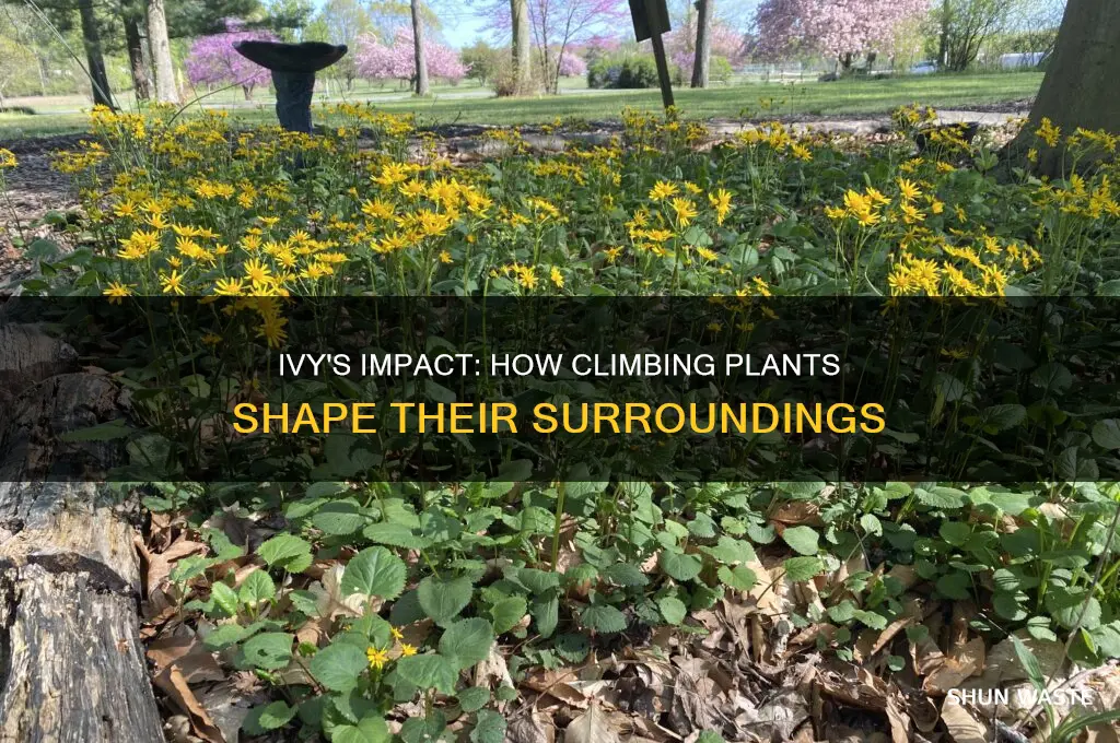 how ivy affects its environment