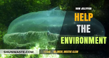 Jellyfish's Surprising Role in Ocean Health and Ecosystem Balance