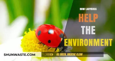 Ladybugs: Tiny Environmental Heroes Saving Gardens and Ecosystems Naturally