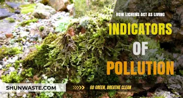 Lichen's Superpower: Pollution's Natural Indicator