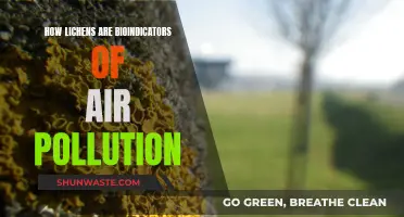 Lichen's Superpower: Air Pollution Bioindicator