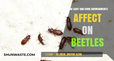 Light vs. Dark: How Environments Shape Beetle Behavior and Survival