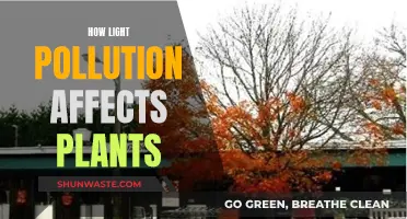 Light Pollution's Impact: Plants Under Threat