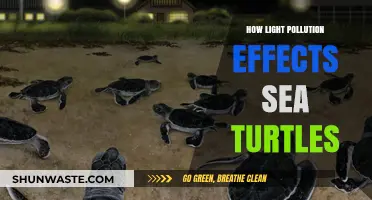 Light Pollution: A Deadly Trap for Sea Turtles